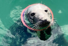 Foca com anel de plástico no pescoço é salva no Reino Unido