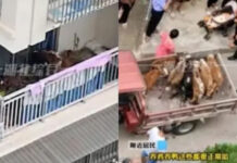 Homem muda-se para a cidade e tenta criar vacas na varanda de apartamento