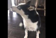 Cachorro ‘discute’ com a dona até ela desistir após ser repreendido