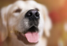O seu cão lambe o focinho com frequência? Conheça os motivos
