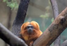 Dia Internacional do Mico-leão-dourado é celebrado no Zoo Municipal de Sorocaba neste sábado (5)