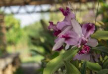 Jardim Botânico de Sorocaba e Círculo Orquidófilo Sorocabano renovam termo de cooperação técnica