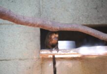Zoo de Sorocaba comemora nascimento de cinco primatas brasileiros ameaçados de extinção
