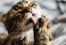 Mais de mil gatos salvos de serem abatidos e vendidos como carne de porco