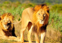 Animais homossexuais? Casais do mesmo gênero no reino selvagem