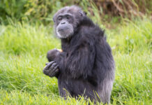 Investigadores descobrem que chimpanzés também passam pela menopausa