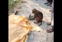 Macaco "inconsolável" após morte de amigo humano; vídeo emocionante