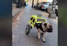 Cão paraplégico se fantasia de táxi para desfile do Halloween