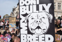 Reino Unido vai proibir cães American Bully XL a partir de fevereiro