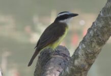 Parque da Biquinha oferece programação especial gratuita alusiva ao Dia das Aves neste sábado (21)