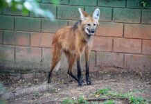 Prefeitura de Sorocaba celebra o Dia Nacional do Lobo-guará com programação especial no Zoológico Municipal nesta quinta-feira (12)