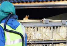 Agricultura confirma mais um caso de grive aviária em ave silvestre; total sobe para 148