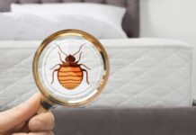 Como os percevejos estão dominando (e apavorando!) a Europa