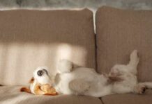 Você sabe por que nunca deve acordar seu cão? Conheça os motivos!