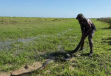 Homem (ou ‘Tarzan’) captura anaconda com as próprias mãos; veja