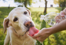 Pets devem receber cuidados redobrados no calor