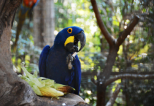 Com força-tarefa realizada pela Prefeitura, Zoológico Municipal de Sorocaba já reabre ao público neste domingo (5)