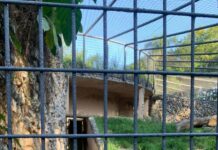 Onça-parda macho passa por check-up de rotina no Zoológico Municipal de Sorocaba