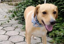 Prefeitura de Sorocaba leva feira de adoção de cães ao Ceagesp e à Grande Festa de Natal no Paço Municipal neste sábado (9)