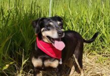 Prefeitura de Sorocaba realiza feira de adoção de cães no Campolim neste sábado (16)