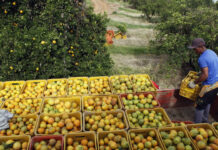 País deve colher 77,283 milhões de hectares na safra de 2024, queda de 0,7% ante 2023, diz IBGE