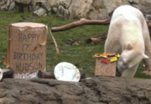 Urso polar faz 17 anos e comemora com bolo de peixe e gelado de passas