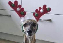Cão que foi agredido vai passar o Natal com enfermeira que o adotou