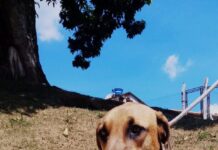 Ceagesp recebe a feira de adoção de cães da Prefeitura de Sorocaba neste sábado (13)