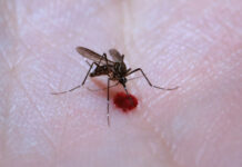 Mudanças climáticas e El Niño causam aumento nos casos de dengue na Europa