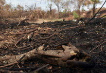 Mais de 17,3 milhões de hectares foram queimados em 2023 no país