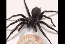 Maior macho da aranha mais venenosa do mundo é encontrado na Austrália