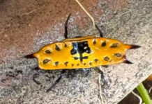 Australiana apanha susto de morte com aranha venenosa
