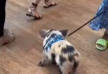 Mini porco deixa rastro de sujeira em loja da Apple no Rio; veja