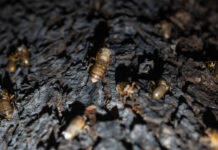 Fenômeno raro: Cientistas alertam para "apocalipse das cigarras" nos EUA