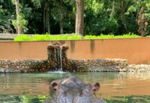 Dia do Hipopótamo é celebrado com ação especial no Zoológico Municipal de Sorocaba