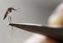 Brasil registra 94 mortes por dengue; BH decreta emergência