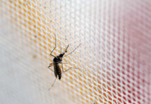 Mortes por dengue em Minas Gerais chegam a 36