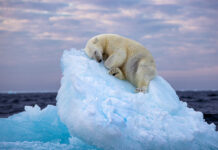 Fotógrafo vence prêmio do público com foto de urso polar dorminhoco