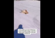 Cão vê neve pela primeira vez e a reação é hilária; veja as imagens