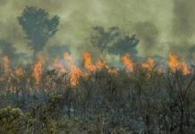 Amazônia bate recorde de focos de incêndio para o mês de fevereiro