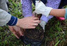 Mais de 200 mudas de árvores nativas serão plantadas às margens do RDC do Vitória Régia neste sábado (24)