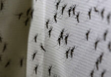 São Paulo decreta estado de emergência para dengue