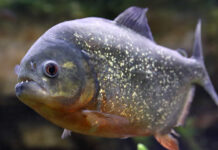 Onze pessoas são atacadas por piranhas em represa no interior de SP