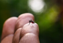 Dengue, zika e chikungunya devem tirar R$ 15 bilhões da economia do país em 2024