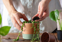 Dez plantas que decoram a casa e fazem maravilhas pela saúde