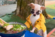 As aventuras de Bao: Um chihuahua pelo mundo