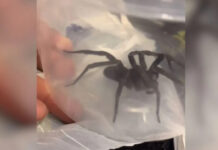 Mulher encontra aranha venenosa na caixa de brinquedos do filho