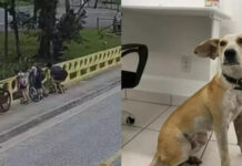 Mãe joga cachorro de ponte na frente dos filhos em SC