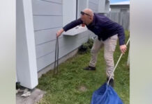 Cobras altamente venenosas flagradas acasalando à porta de uma casa; veja