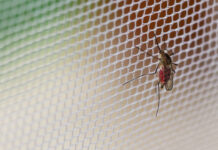 Cidade do Rio de Janeiro anuncia fim da epidemia de dengue